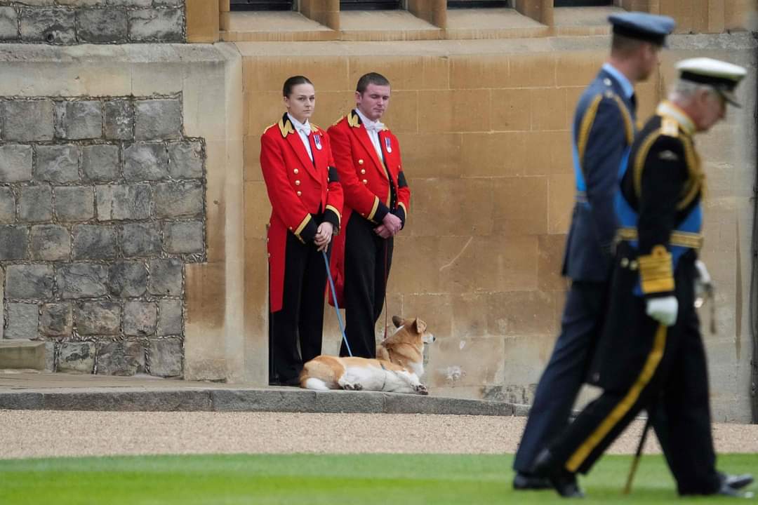 NoticieroAnimal's tweet photo. Los amados corgis de la reina, #Muick y #Sandy, se hicieron presentes.
Los pequeños perros color arena con orejas puntiagudas tuvieron una presencia permanente en la corte de Isabel II
Ahora, Muick y Fergus quedarán al cuidado del príncipe Andrés y su exesposa, Sarah Ferguson. https://t.co/gntwZ1HNuK