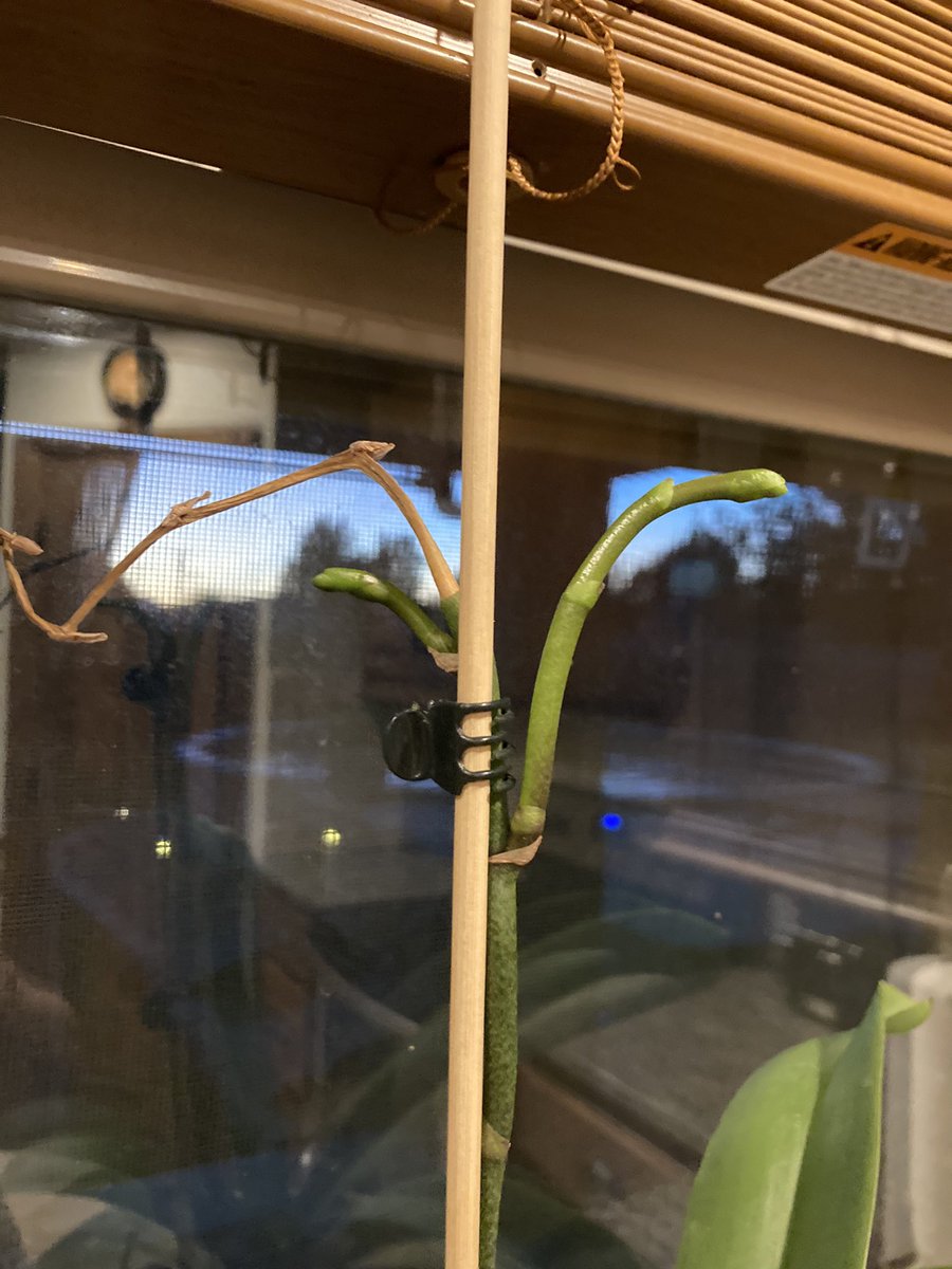 PrincipalHuston's tweet photo. @BasicOrchid @OrchidPlantCare Ok…flower spike grew…beautiful flowers for quite a while…flowers died off, stem started dying, I left it alone instead of clipping back….and now this…. Do I leave it alone….add more stakes for stability….? It’s like having a newborn. 😬 https://t.co/6u1oVsC7Wu