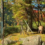 層雲峡 朝陽亭【公式】のツイート画像