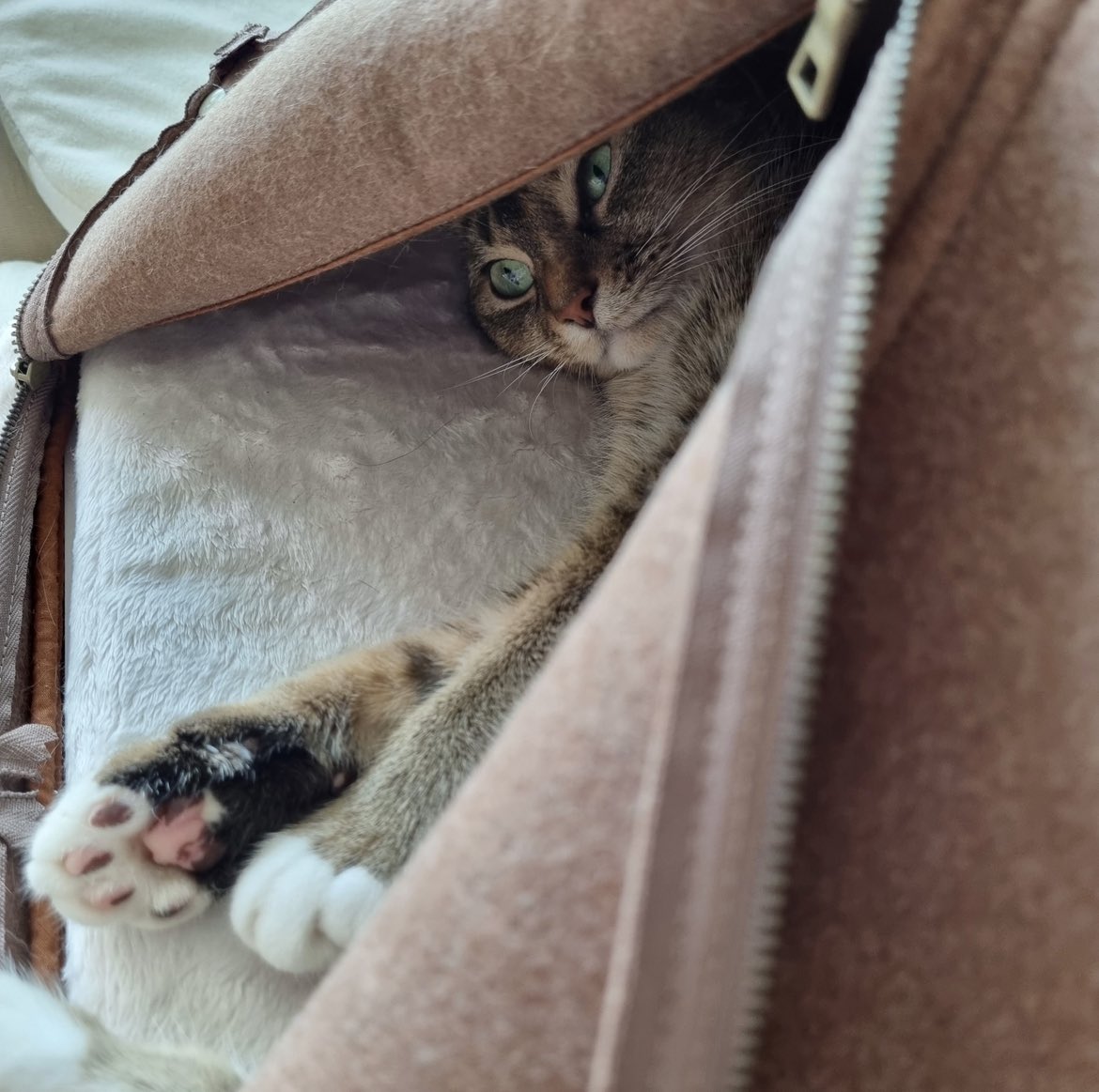 jellybread_glb's tweet photo. ブレドさんをご紹介します😻
JellyBread's Sooak-bagに入っているブレドさん幸せだにゃん🤍
#猫 #猫好き #猫好きさんと繋がりたい #JellyBread #sooakbag https://t.co/CIn5UOxq3n