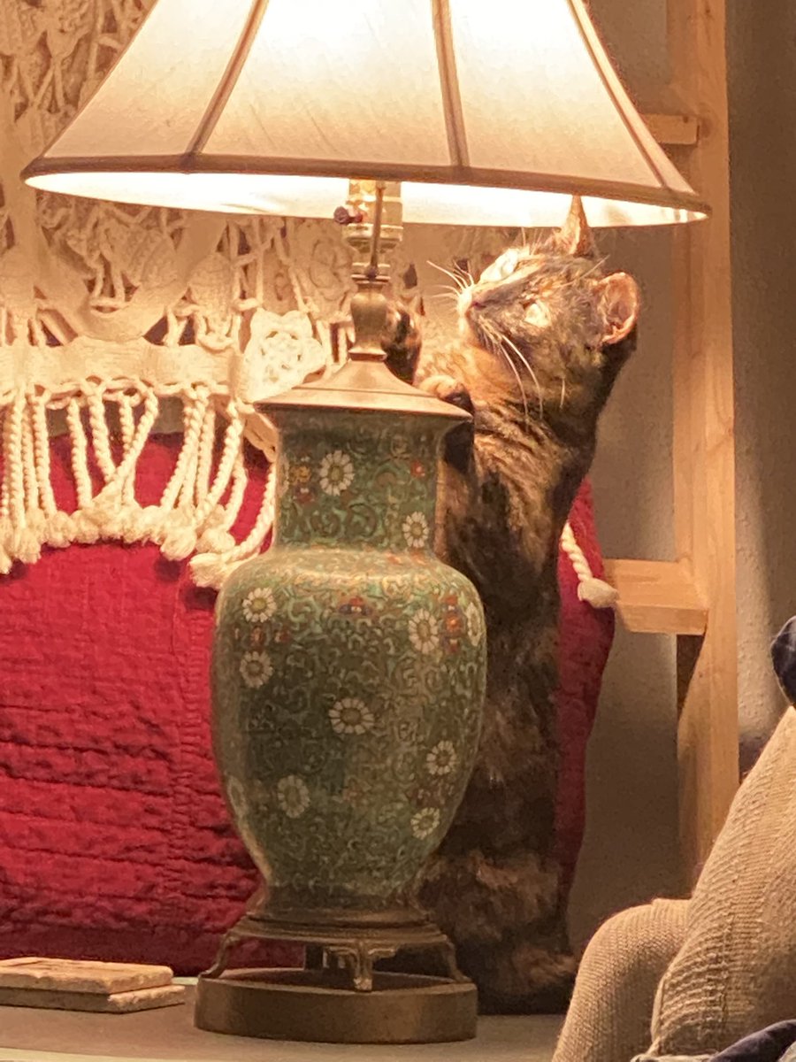 RickyKitty2's tweet photo. Lil sis trying to catch a bug #rescuekitty #iamricky #CatsOnTwitter https://t.co/lZsaeYWtFi