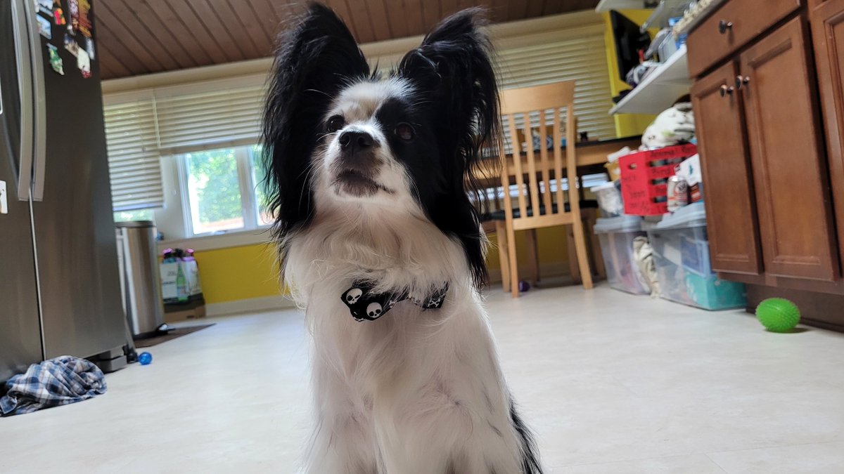 JackThePapillon's tweet photo. Arrrrrff Matey! It's #TalkLikeAPirateDay and I'm wearing me favorite bowtie! https://t.co/cFRcisKzfc
