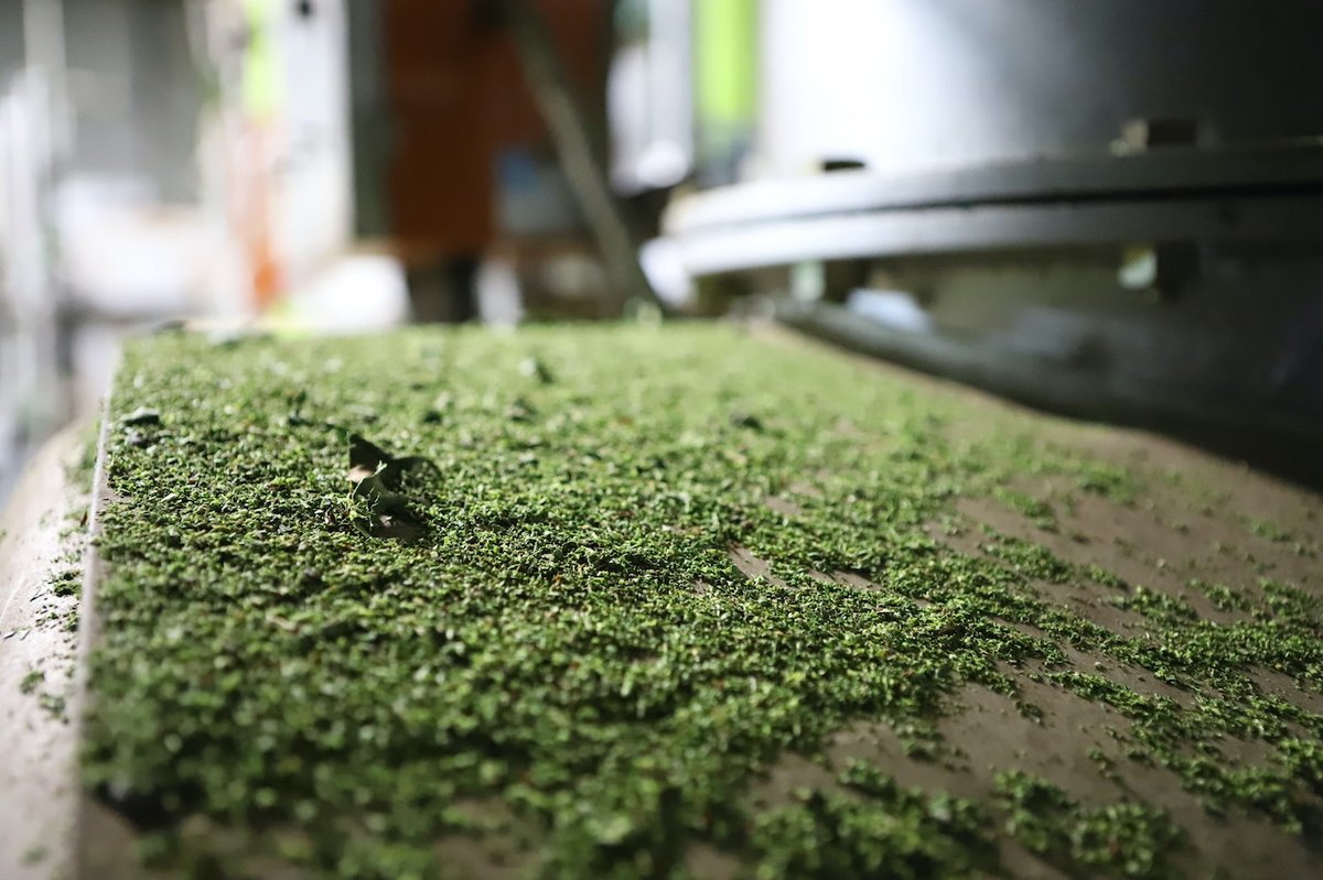 CHAMARTtea's tweet photo. シェア歓迎！お茶染めのスーツ
静岡市のお茶染めWashizuで、正絹の反物をお茶で染めてもらい、スーツを作りました。
染料は、工場で製茶する際に機械の上などに溜まる製品にならない茶埃です。

お茶の情報サイト CHAMART
https://t.co/ptXK2BeR2m

#CHAMART #CHAMARTtea #お茶染め #Washizu #スーツ https://t.co/BvnE83ZQPM
