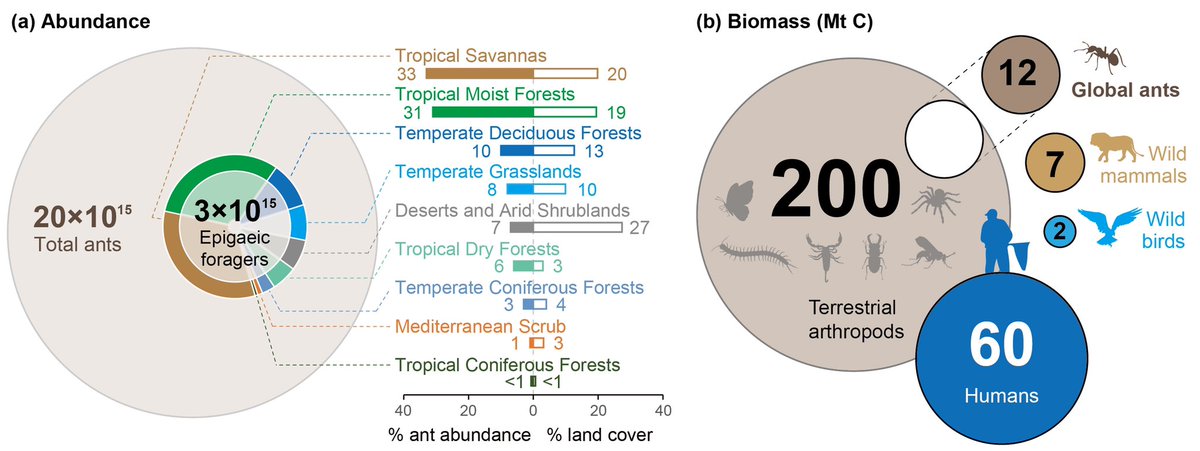 RunxiWANG_'s tweet photo. Our “counting ant” paper finally come out! Very proud to be a part of it! Guess how many ants living in the planet? 20,000,000,000,000,000!! Their biomass is higher than wild birds and mammals combined! https://t.co/4dyNlDOtn3
