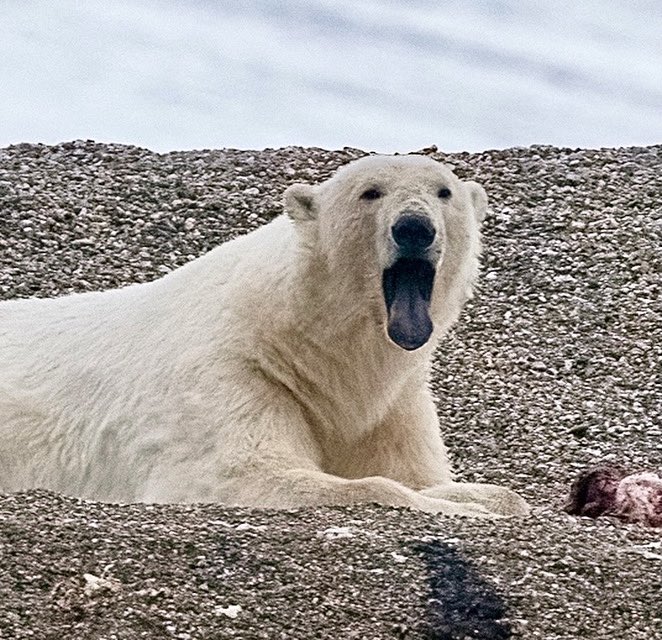 I never knew that Polar Bears had black or dark blue tongues! In fact their skin is black too. I saw this one in Svalbard when it had just finished eating a large meal