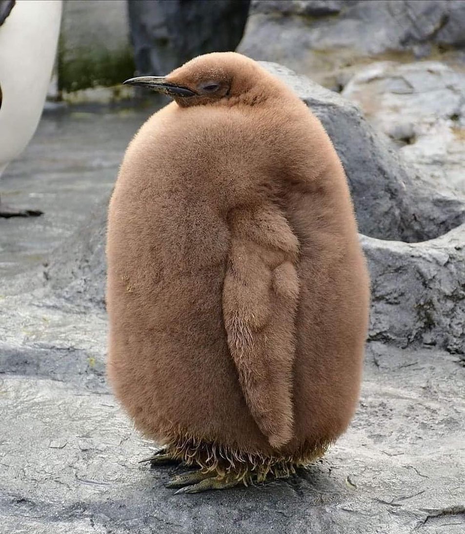 Chonky king penguin chick 🤴 🐧