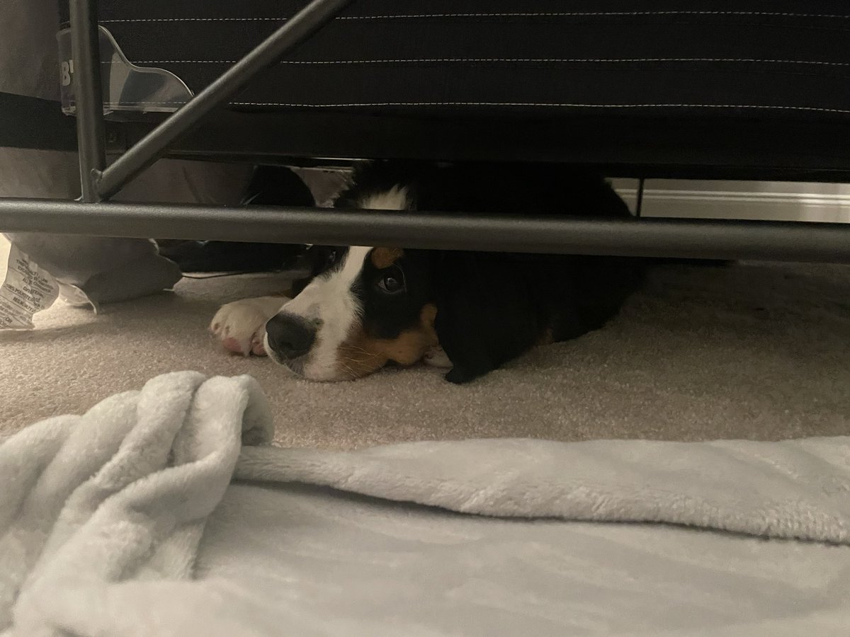 genevatheberner's tweet photo. Goodnight all!!! Hope you’ve had a pup-tastic day 🤍🐾 

I’ll be snoozing under here tonight 🤭 
#bernesemountaindog #puppysoftwitter #bmdpuppy https://t.co/pHQ98wOnti