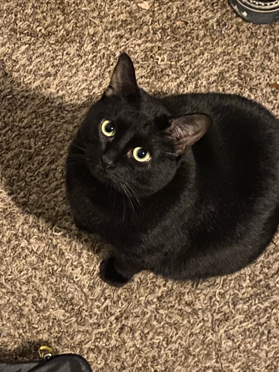 Tweeting pics of my cats into the void because I love them.