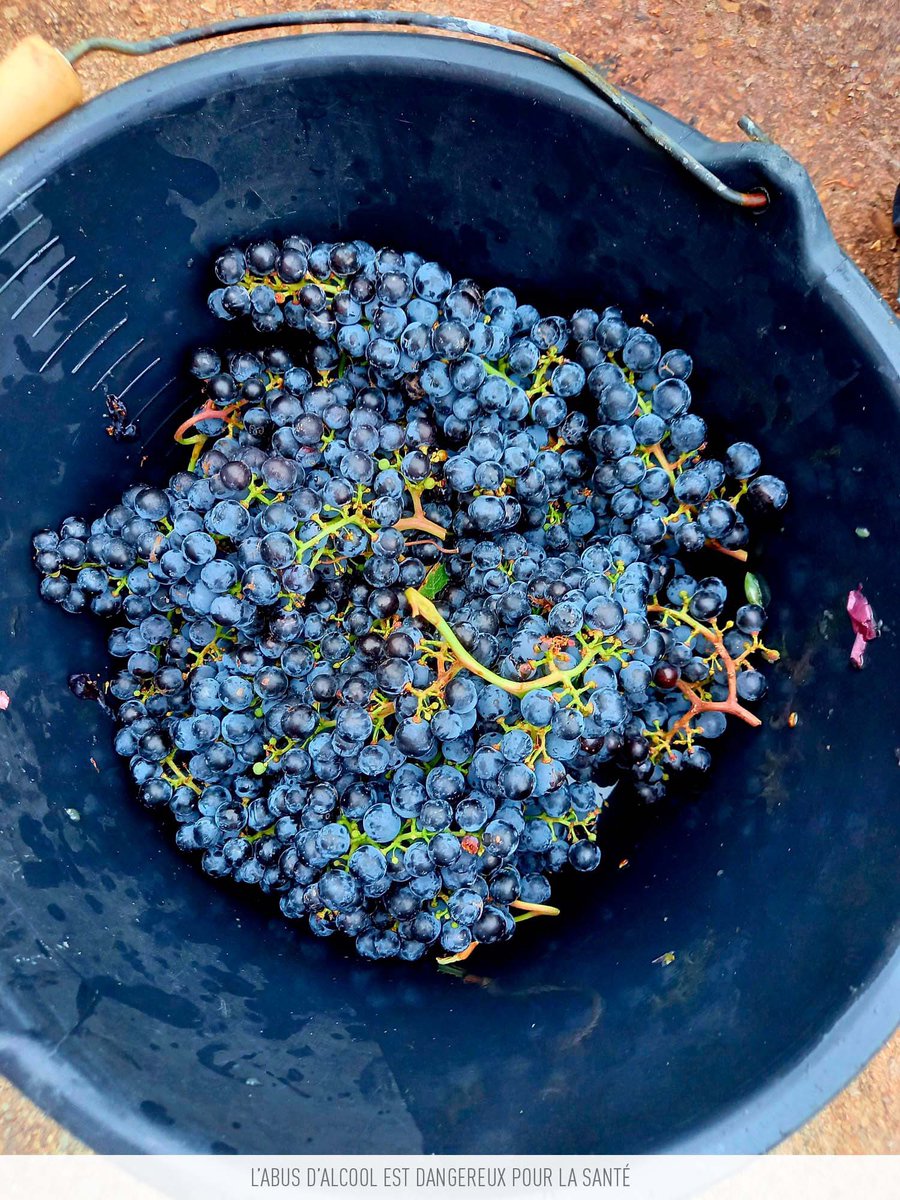 Fortant_FR's tweet photo. Contrôle de maturité .
#maisonfortant #fortant #paysdoc #tastepaydoc #igppaysdoc #vin #wine #winery" https://t.co/3dKcgHyd7H