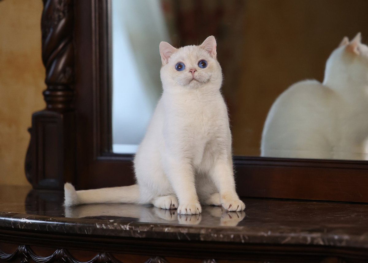 Britishcats2's tweet photo. British male #redgoldenpoint #dy1133 #blueeyed #britishkitten #britishgolden https://t.co/pykup2eJ9o