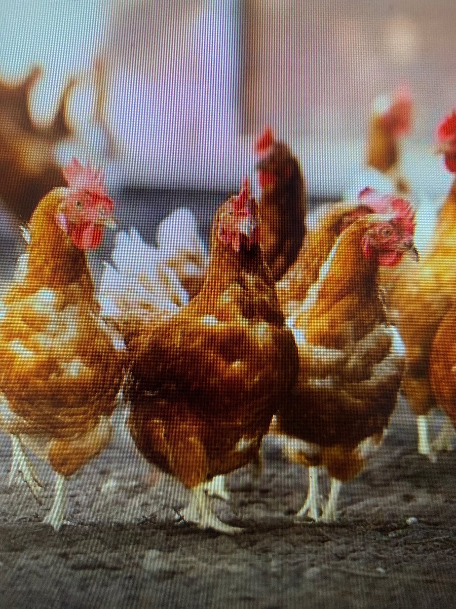 Chicken Farms in San Bernardino California Land for léase or Sale