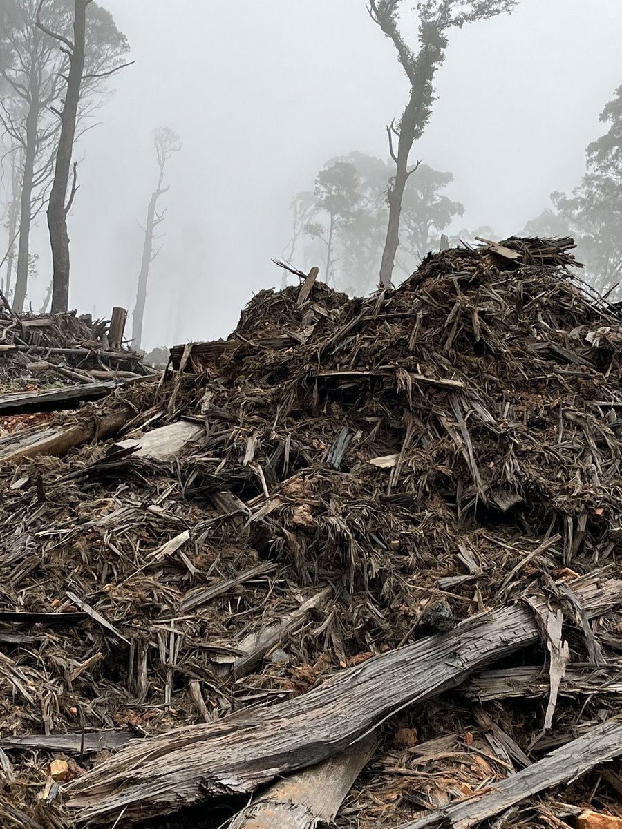 mac_bron's tweet image. Dan Andrews our carbon rich native forests need protection now, 2030 is too late. Is this how you want to be remembered? The premier who logged the homes of our endangered species to the point of extinction? #StopNativeForestLogging #TransitionNow