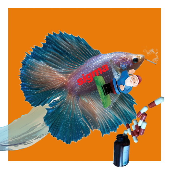 rarefish_market tweet picture