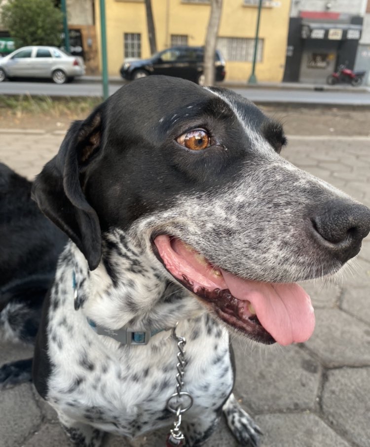 knormiux's tweet photo. #perritoextraviado #portales #nativitas #narvarte  #perritosperdidos 
Roxy se extravió durante el sismo
Cualquier infor por favor!! https://t.co/iygZT6RPjQ