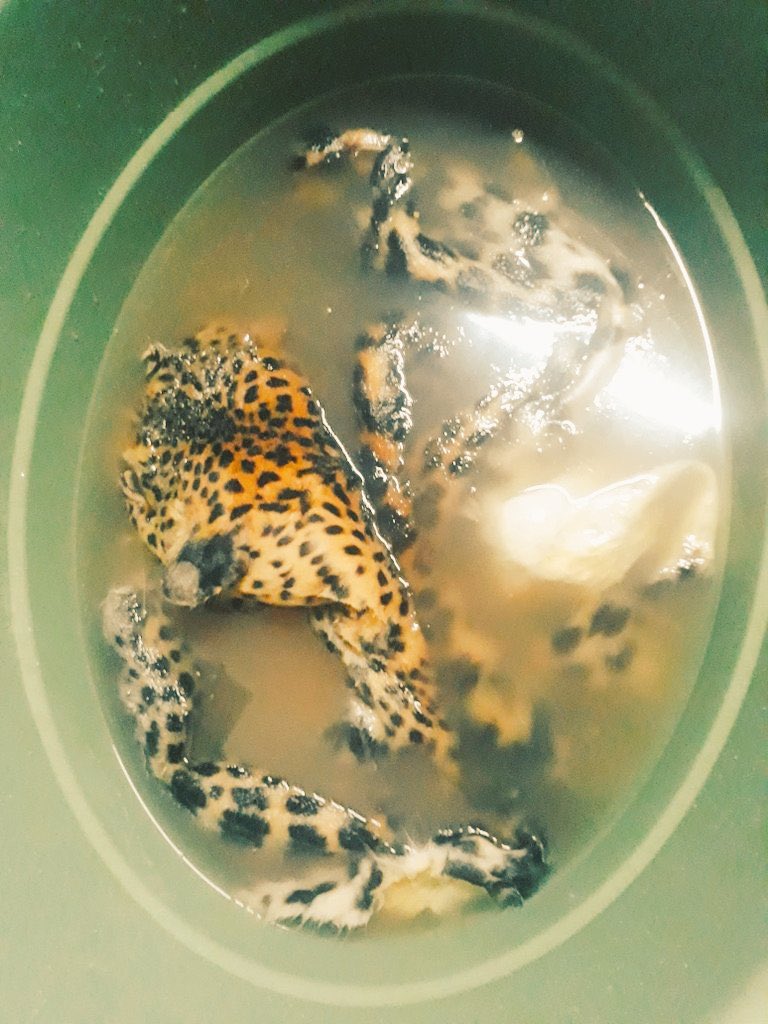 ZuluSweG's tweet photo. @phume22 Phume this is my work ungangihleki 😬 https://t.co/VnVz1ZI0V1