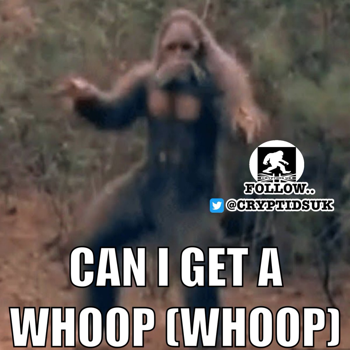 CRYPTIDSUK's tweet photo. ๐ฃWhooooooooop!!!!
#whoop #whoopwhoop #bigfootwhoop #bigfootcall #call #howl #bigfoot #sasquatch #yeti #skunkape #meme #memes #funnymemes #dankmemes #memes2022 #memecoin #memesdaily #cryptid #cryptozoology #cryptidsuk ๐ฃ https://t.co/tnfX6bL6rQ