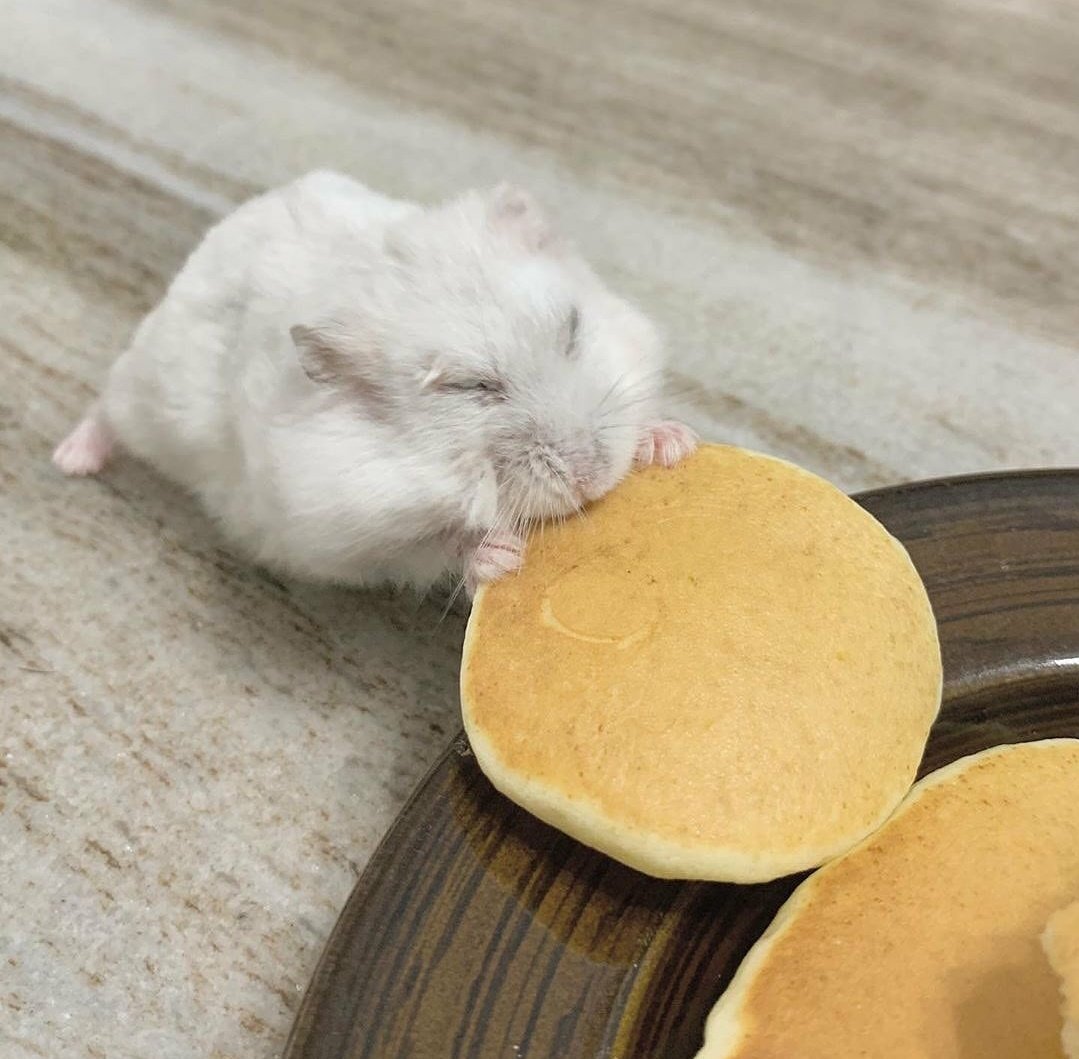 hamstersmp4's tweet photo. pancake https://t.co/hLtfiwl0xW