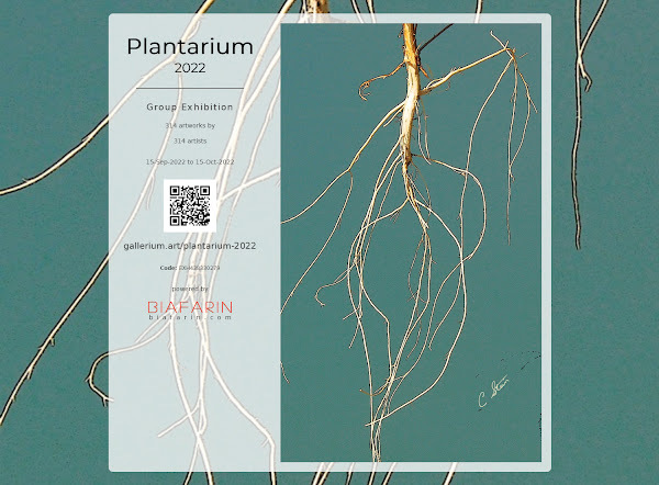EDCsTweets's tweet photo. C Stein's "Cedar Elm Roots" Photographic Art Print Selected to be a Part of Plantarium 2022 from #EclecticDesignChoices blog post https://t.co/bdYldYiCIn https://t.co/GU7zcX4aBZ