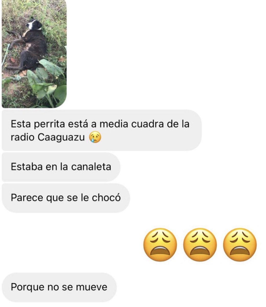 patapatrullapy's tweet photo. Amigos! 😭
Nos llega este nuevo mensaje de socorro 😫 necesitamos su apoyo para ayudar a este guerrero 🙏🏻 estamos con mil casos pero ellos no tienen a nadie, sus vidas dependen de nosotros 😫😫😫 cualquier ayuda suma para pagar sus gastos veterinarios. Por fa apóyennos con un RT https://t.co/JaqFGB6o9E