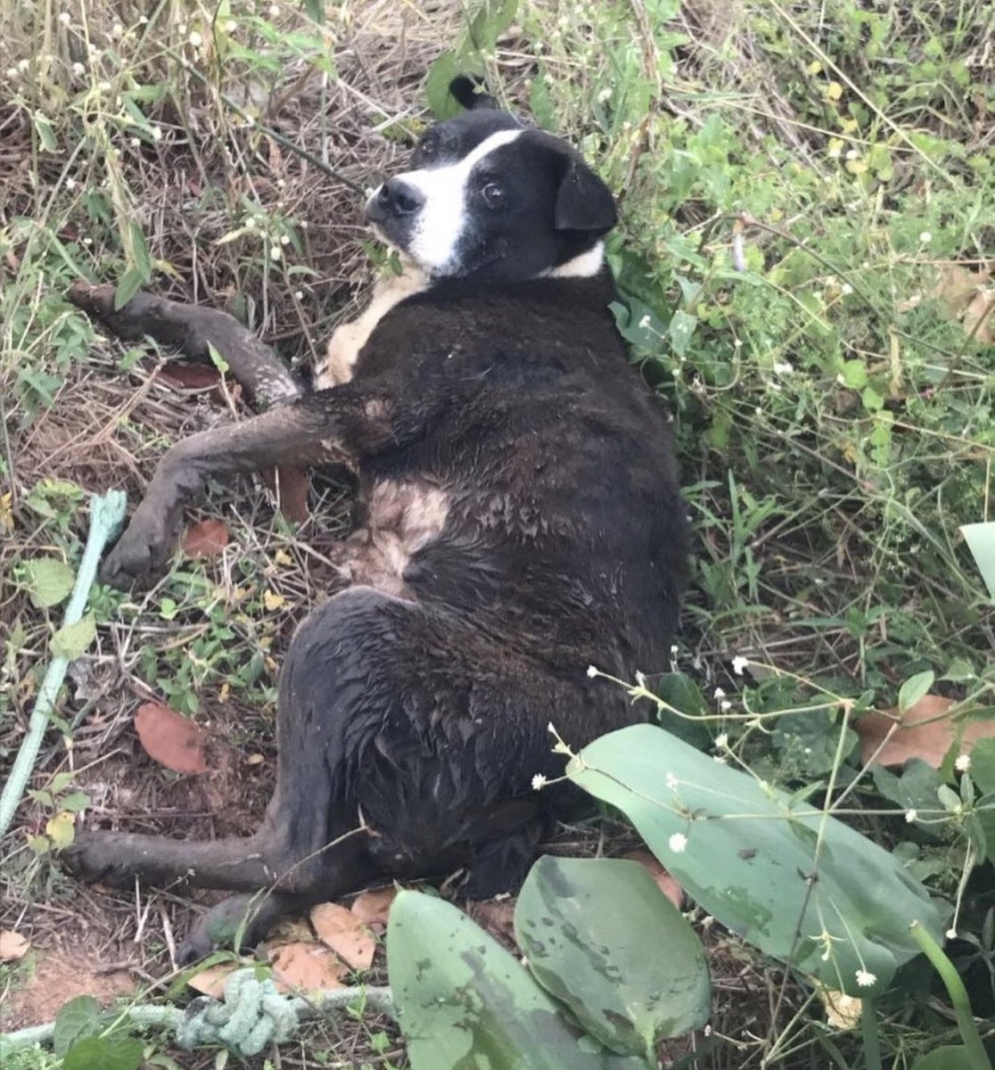 patapatrullapy's tweet photo. Amigos! 😭
Nos llega este nuevo mensaje de socorro 😫 necesitamos su apoyo para ayudar a este guerrero 🙏🏻 estamos con mil casos pero ellos no tienen a nadie, sus vidas dependen de nosotros 😫😫😫 cualquier ayuda suma para pagar sus gastos veterinarios. Por fa apóyennos con un RT https://t.co/JaqFGB6o9E