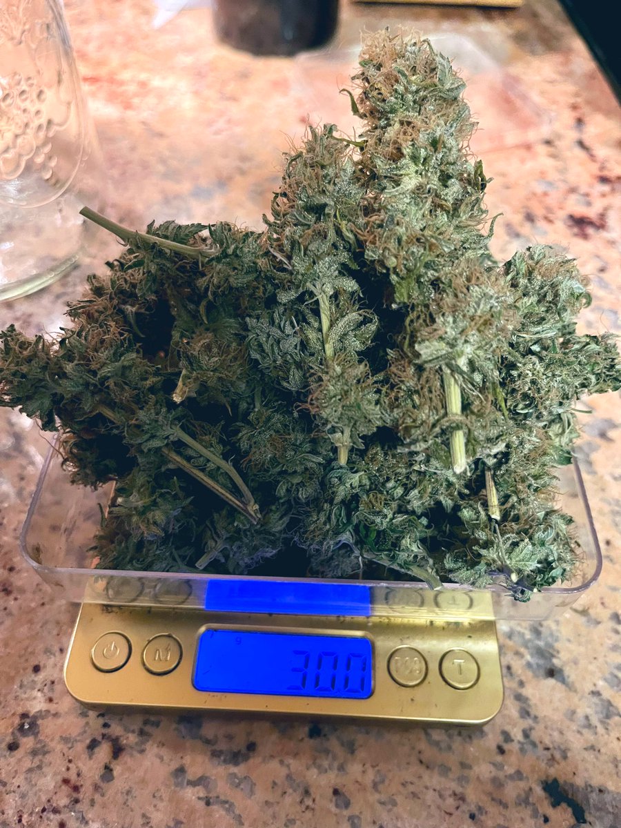 _PinotGreezy's tweet photo. This is what 30 grams of homegrown looks like 🤭 I still have A LOT more to go! #TrimDay #Mmemberville #StonerFam #GrowYourOwn #PeaceLoveCannabis 🫶🏻🫶🏻🫶🏻🫶🏻 https://t.co/9ly6n5BF34