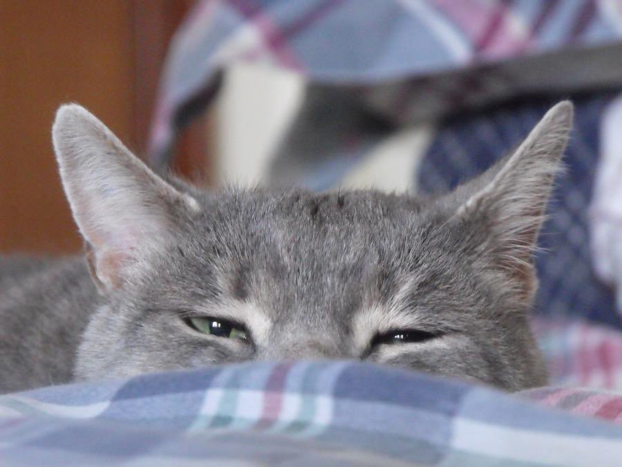 EnduraAngel's tweet photo. I don’t normally make posts like this but I want to today.

Arthur, my cat of 18 years, is about to cross over the rainbow bridge. We are pretty certain he won’t make it through the night.

It hurts, so much. He is my best friend. However, it’s okay.

I love him with all my heart https://t.co/cKlVVj7O2O