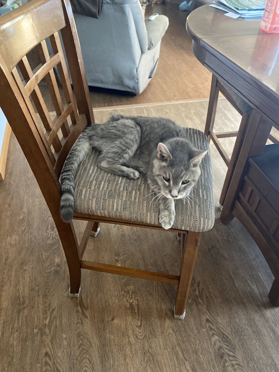 EnduraAngel's tweet photo. I don’t normally make posts like this but I want to today.

Arthur, my cat of 18 years, is about to cross over the rainbow bridge. We are pretty certain he won’t make it through the night.

It hurts, so much. He is my best friend. However, it’s okay.

I love him with all my heart https://t.co/cKlVVj7O2O