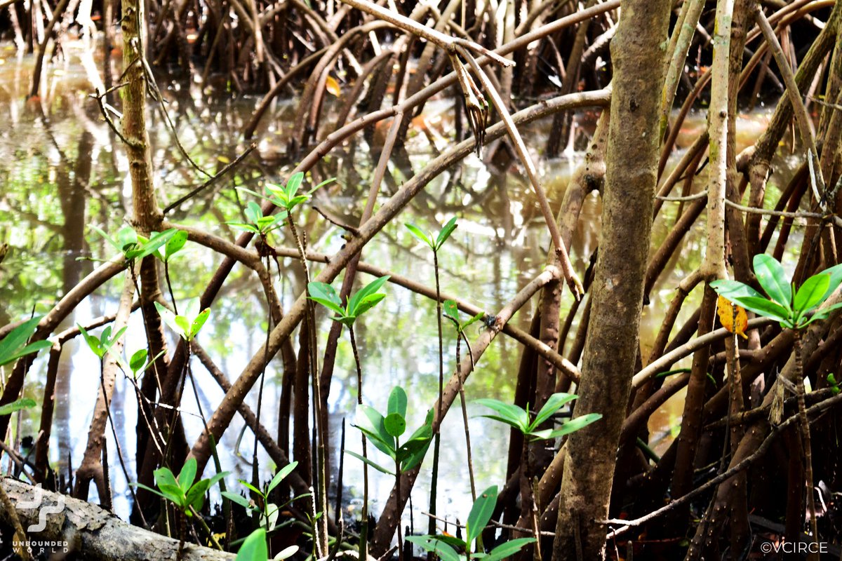 Florida’s #wetlands,from inland freshwater swamps, marshes, bogs and Cypress Domes,to brackish mangrove swamps,harbor tremendous #biodiversity and ecosystem services. More than 30% of #Florida is wetlands, around 90% of which are freshwater.bit.ly/3xzPDte #NatureBeauty