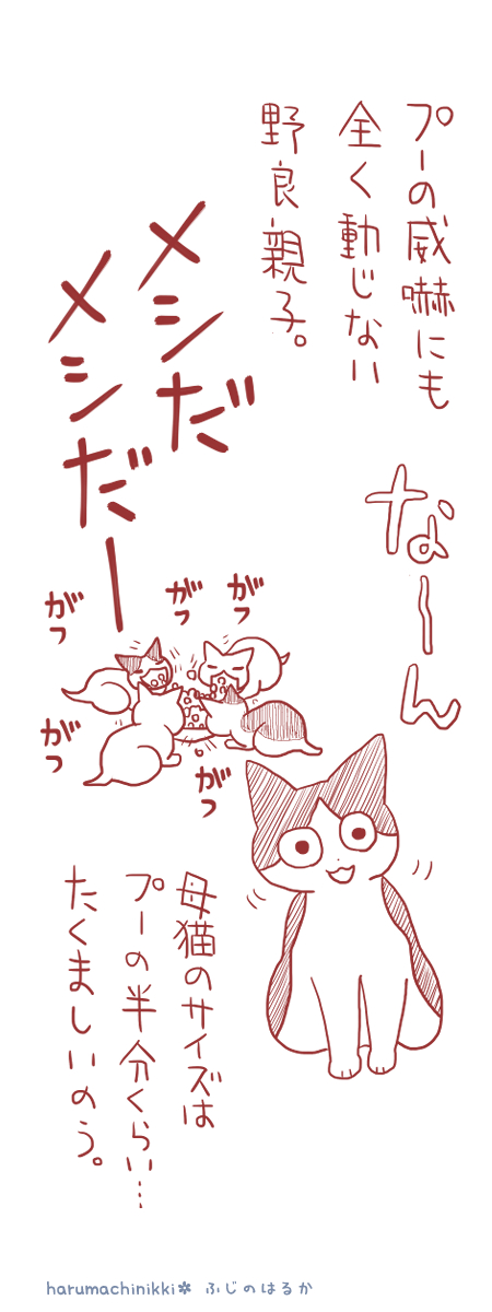 30年前は保護猫という言葉も知らなくて、野良猫との距離も近かった気がします。マンションの住人たちがご飯をあげてた親子ネタ。#うちの老猫の言うことにゃ #4コマ