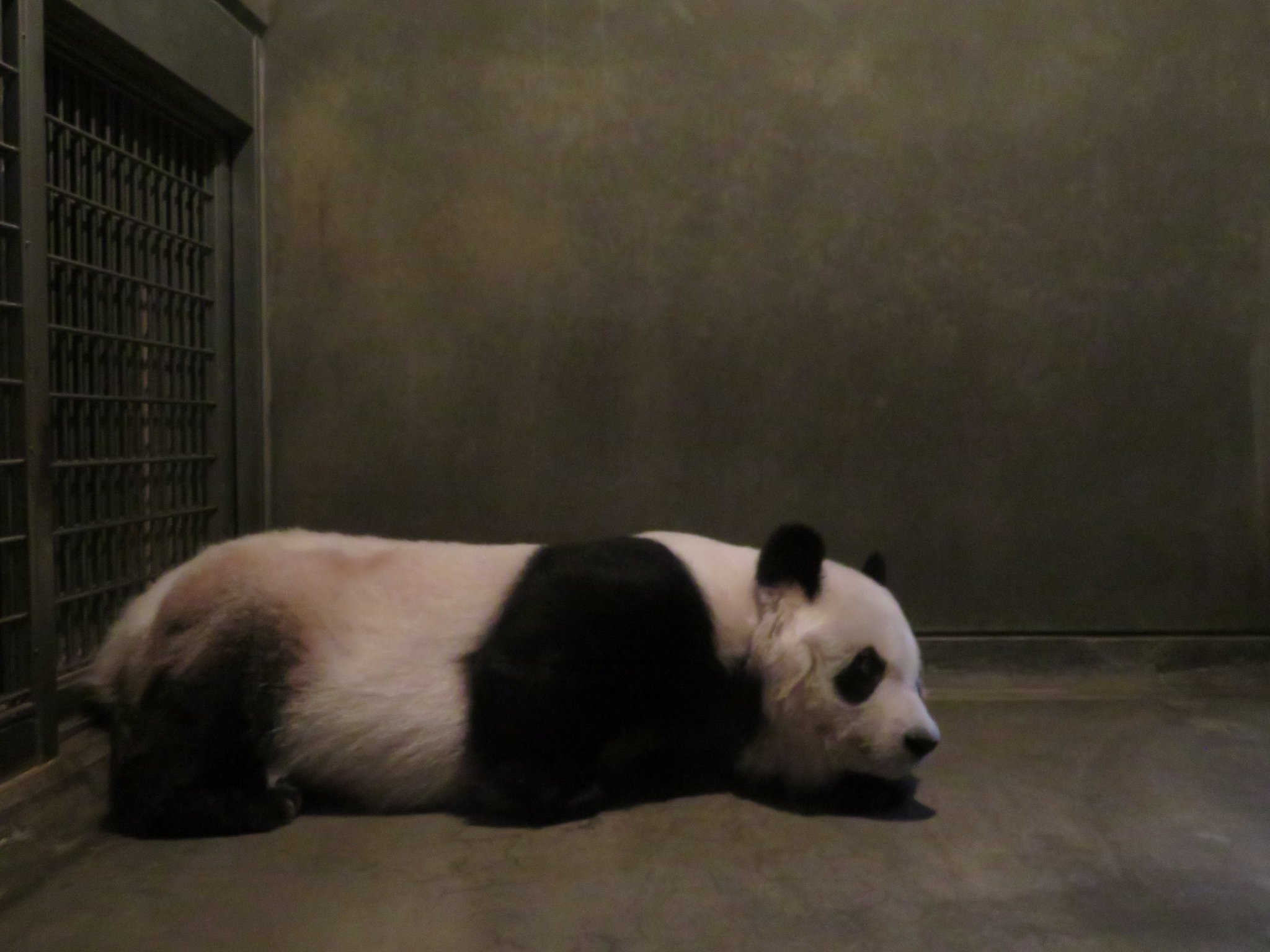 神戸市立王子動物園(公式) on Twitter:
