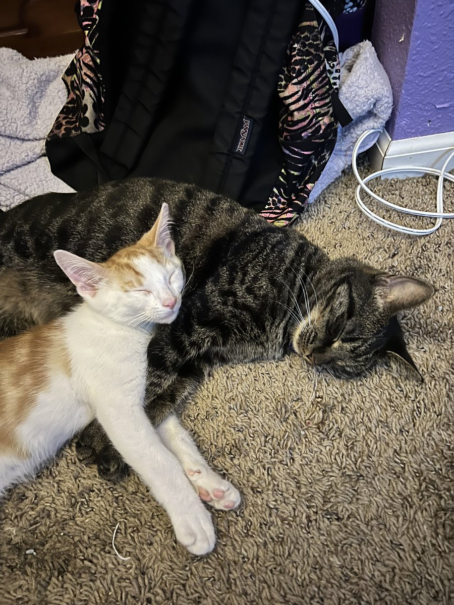 RenAndRue's tweet photo. Rue and Dobby, best friends!🥺💜 https://t.co/ljRHrMSCdh