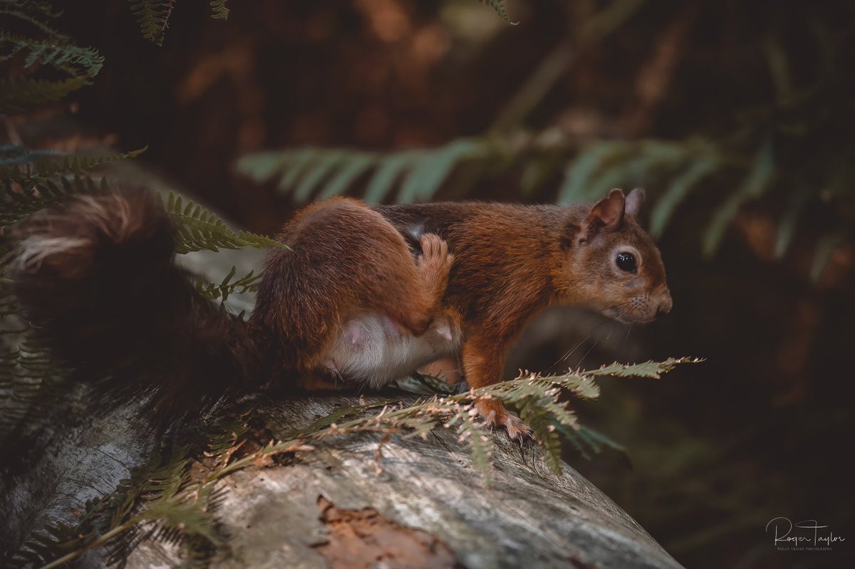 rogertaylorphot's tweet photo. This female certainly showing signs she has young @DWTBrownsea #wildbrownsea
#bbcwildlifepotd
#TwitterNatureCommunity
#photography
#nature
#cpfeatureme https://t.co/6c7fmQau79