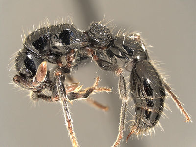 Cerapachys

Indomalayan
Thought worldwide, not anymore
Lil' ant little known