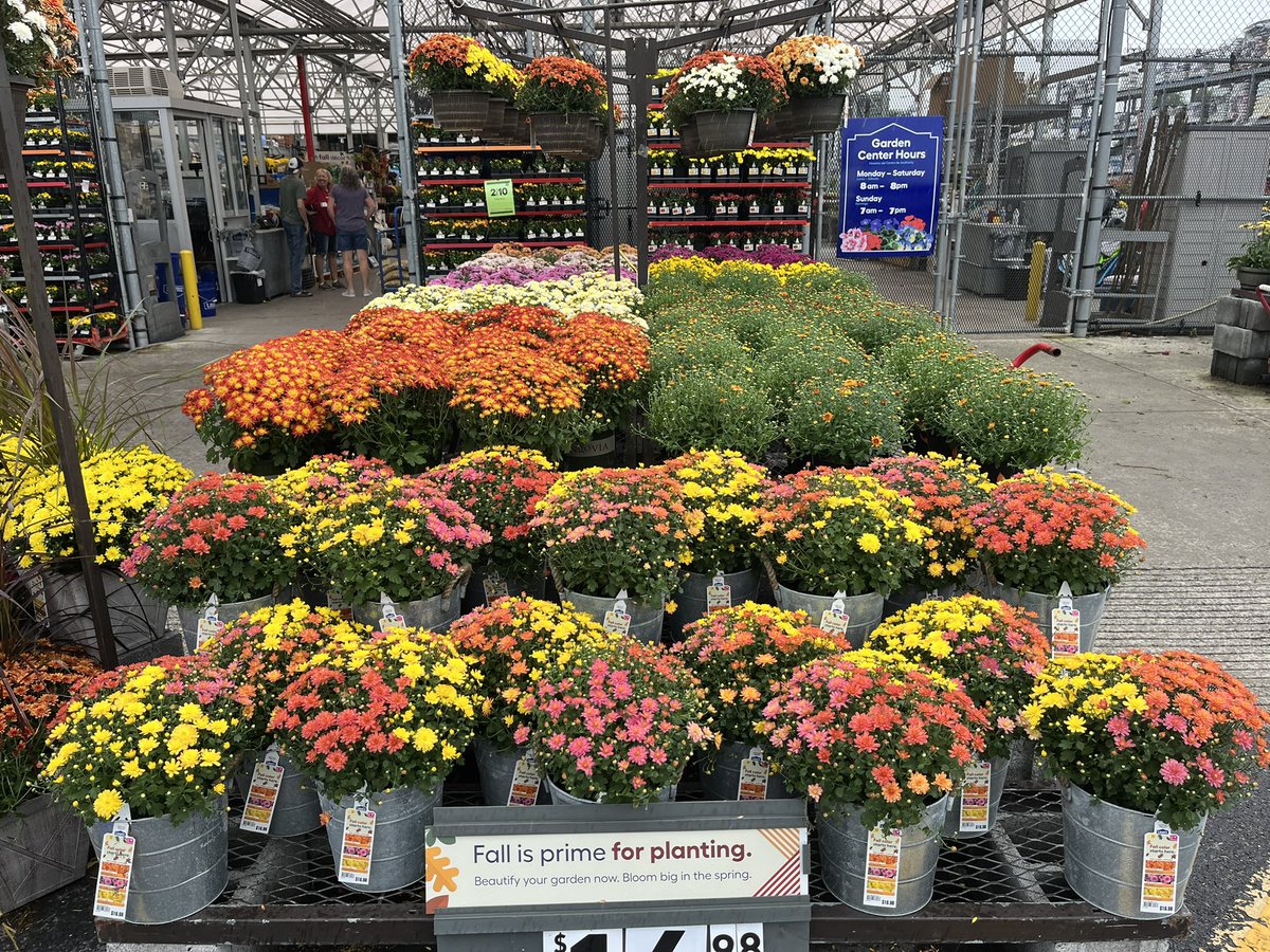 Pounce on into your #2223 Mechanicburg Lowes.  With Fall right around the corner, they offer many colorful choices for your decorating needs. <a href="/PlantPartners/">Planting Partners Nursery</a> <a href="/DamonBennettR7/">DBennett</a> <a href="/JHoffmann2207/">Joe Hoffmann</a> <a href="/LBishPlants/">Lora Bishop</a> <a href="/JG_Battlefield/">Jill Guth</a> <a href="/KPlantPartners/">Kaitee_PlantPartners</a>