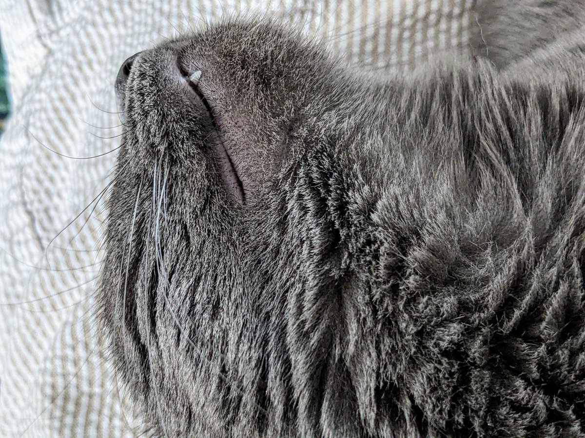 SylLovesBread's tweet photo. It's my birthday! Can you believe I'm three years old today? It's true! As a birthday gift from me to all of you, I share with you: my tooth. https://t.co/nq7PsUIYXP