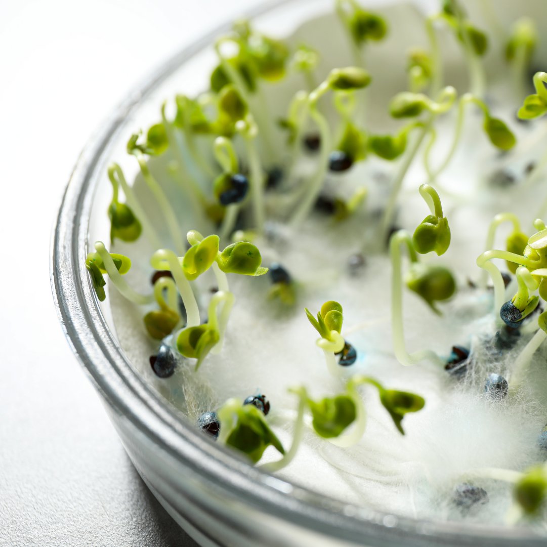 2020SeedLabs's tweet image. What can you learn from seed testing? 🔬

Germination: What is the max potential?
Vigour: How well will it perform?
Disease: Is it healthy and pathogen free?

Interested in discussing your testing options? Chat with a one of our seed specialists today.

ow.ly/IjtY50KJNHf