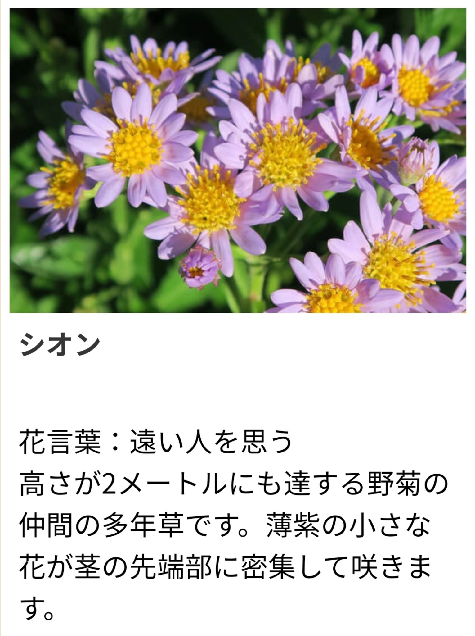 紫苑 9月日 誕生花ーシオン 紫苑 花言葉ー遠い人を思う T Co Zz1punm167 Twitter