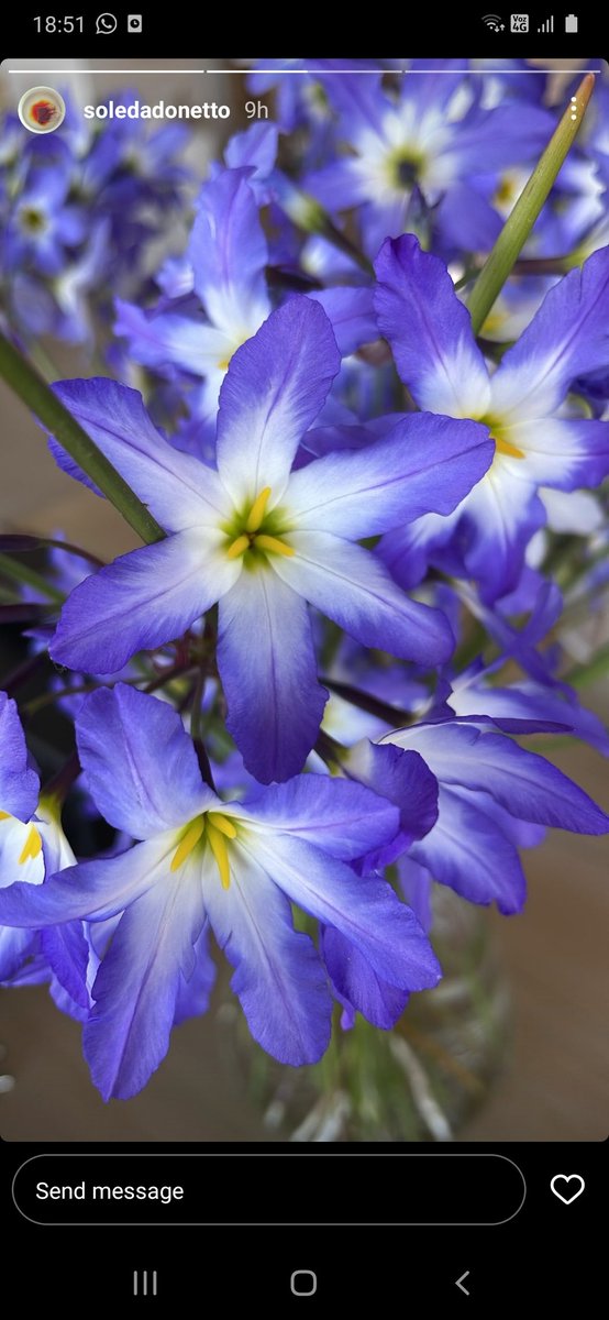 ApatamaP's tweet photo. Sabra @SoledadOnetto que las leucocoryne son una especie endemica de chile y no se pueden cortar? Ademas de espantar aves con perros ahora corta flores? https://t.co/9bG5t0iAeC