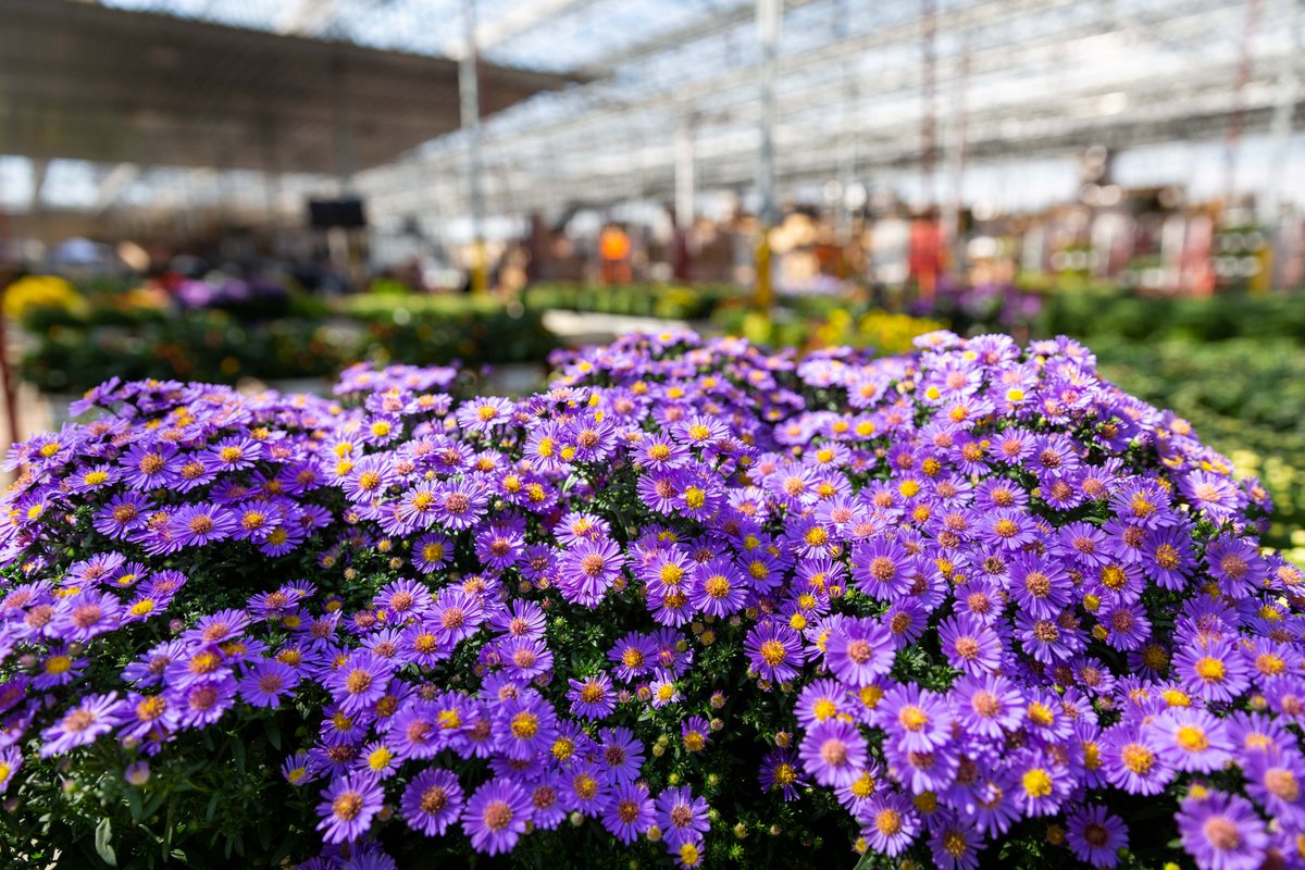 Lovely #asters are in our #retail partners' stores and shipping online through our #dtc department. These brilliant periwinkle-blue flowers with yellow centers complement #autumn colors like the sunny blue skies of #September set against the turning #leaves.  #plants #falldecor