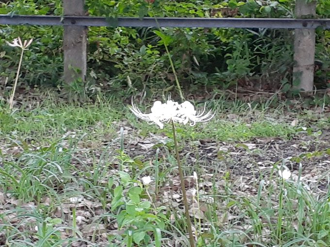 アニムスのtwitterイラスト検索結果