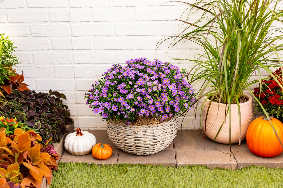 Asters look brilliant as a specimen plant among #fall favorites like #mums, or planted with annuals in a window box for a decorative pop of #color. Don't delay - buy or order your asters today, just in time for the first day of fall! #outdoordecor #flowers #plantsmakepeoplehappy