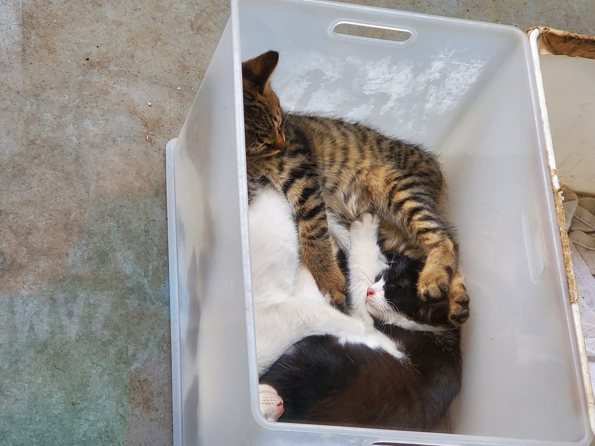 tosca0930's tweet photo. 6月10日(金)11:44、箱の中で折り重なって眠る子猫たち🐾体重軽いから苦にならないのかなぁ😅

13:12、爆睡中のダニエル🐱

18:57、えーっ、ごはんなの？早く教えてよ🐾

18:58、みんな、揃ってる？あら、あんまり近くにいて、わからなかったわ🙀

#猫 https://t.co/mEIm4xL19J