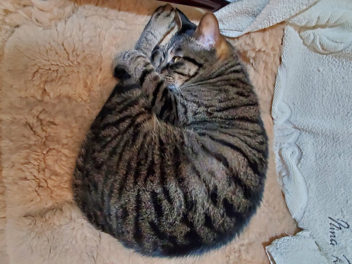 tosca0930's tweet photo. 6月10日(金)11:44、箱の中で折り重なって眠る子猫たち🐾体重軽いから苦にならないのかなぁ😅

13:12、爆睡中のダニエル🐱

18:57、えーっ、ごはんなの？早く教えてよ🐾

18:58、みんな、揃ってる？あら、あんまり近くにいて、わからなかったわ🙀

#猫 https://t.co/mEIm4xL19J