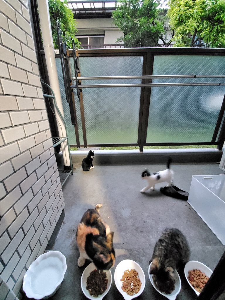 tosca0930's tweet photo. 6月10日(金)11:44、箱の中で折り重なって眠る子猫たち🐾体重軽いから苦にならないのかなぁ😅

13:12、爆睡中のダニエル🐱

18:57、えーっ、ごはんなの？早く教えてよ🐾

18:58、みんな、揃ってる？あら、あんまり近くにいて、わからなかったわ🙀

#猫 https://t.co/mEIm4xL19J