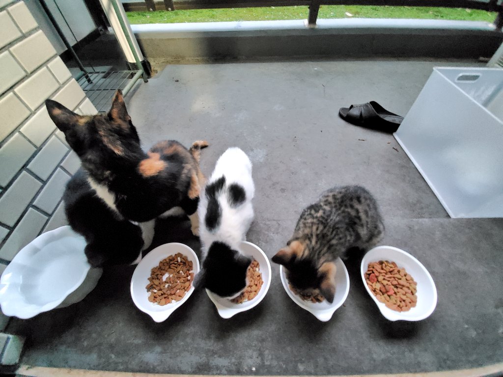 tosca0930's tweet photo. 6月10日(金)11:44、箱の中で折り重なって眠る子猫たち🐾体重軽いから苦にならないのかなぁ😅

13:12、爆睡中のダニエル🐱

18:57、えーっ、ごはんなの？早く教えてよ🐾

18:58、みんな、揃ってる？あら、あんまり近くにいて、わからなかったわ🙀

#猫 https://t.co/mEIm4xL19J