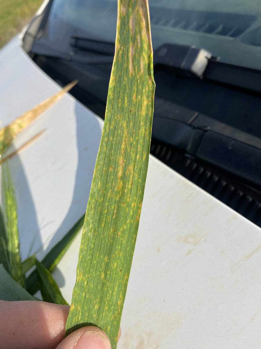 Obvious differences in Stripe Rust resistance between Elmore (MR-MS) and Scepter (MS-S) during high rust pressure. 2nd Fung was slightly late due to conditions, shows the importance of timing <a href="/zordsinhorsh/">Nick Zordan</a> <a href="/adrianking3423/">Adrian King</a>