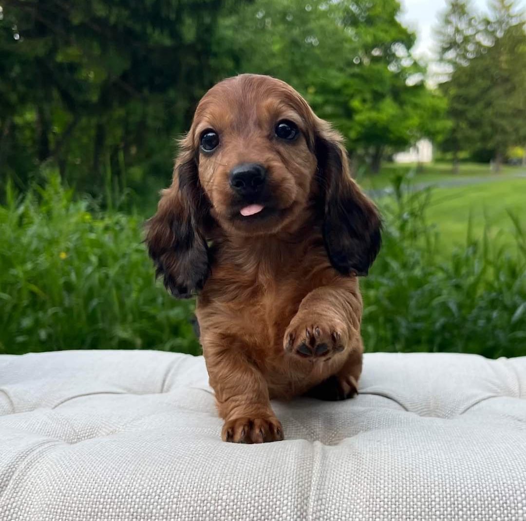 WeRateDogs tweet media