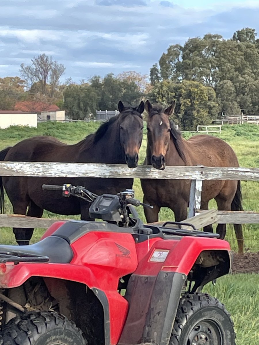 GaistJanet's tweet photo. What a joy to see these two boys  everyday Runson  10  yrs  and Danzylum  19 yrs  enjoying their retirement after great racing careers . https://t.co/SfL2ORoj9Y