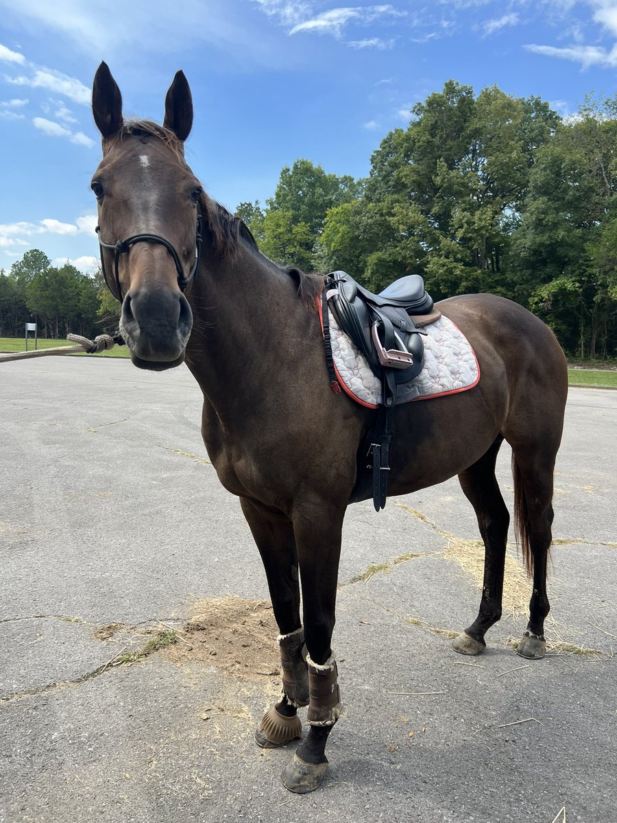 Katie94603725's tweet photo. Chispa and I survived the 840 overpass! And 4 hrs of riding with Troy π₯΄#trailride #growingup #itwasmenother #wontbeabletowalktomorrow #ottb #bossmare #stonesriver #spiderseverywhere https://t.co/DOc4F3jKVw