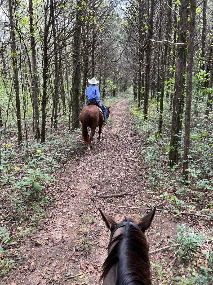 Katie94603725's tweet photo. Chispa and I survived the 840 overpass! And 4 hrs of riding with Troy π₯΄#trailride #growingup #itwasmenother #wontbeabletowalktomorrow #ottb #bossmare #stonesriver #spiderseverywhere https://t.co/DOc4F3jKVw